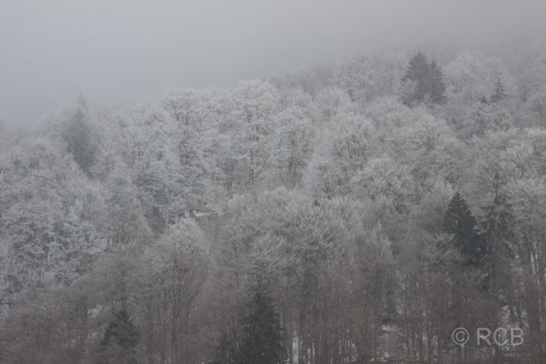 schneebedecktge Bäume bei Oberstdorf