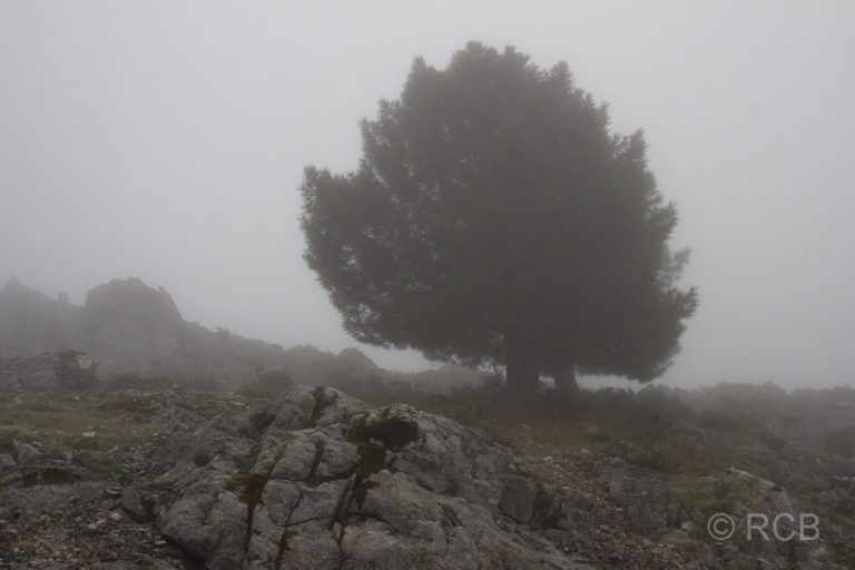 Aufstieg im Nebel zum Puerto de las Presillas