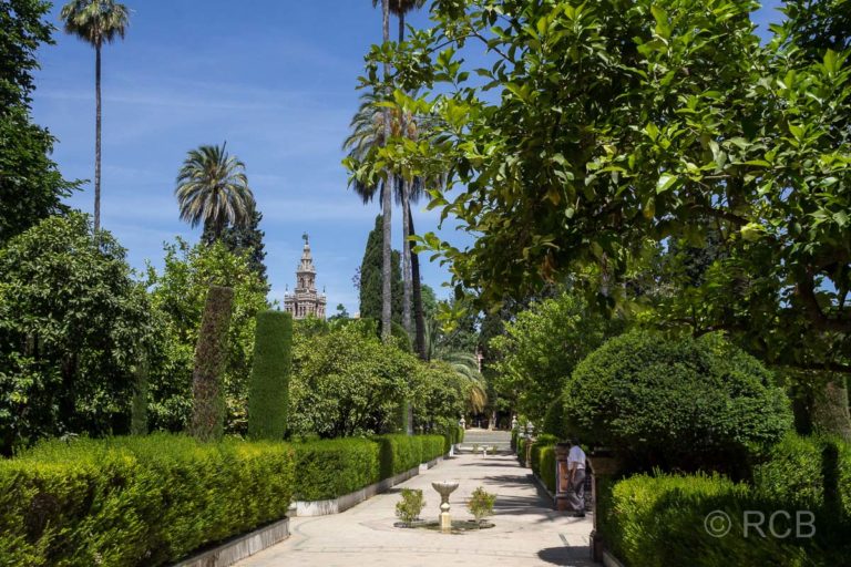 Sevilla, Garten der Reales Alcázares, im Hintergrund die Giralda