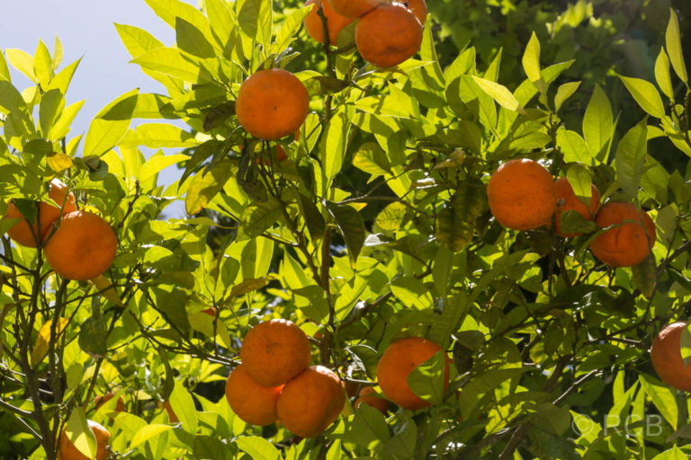 Cádiz, Orangenbäume im Park