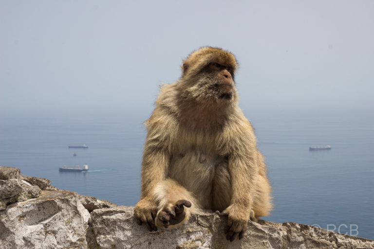 Berberaffe, Gibraltar