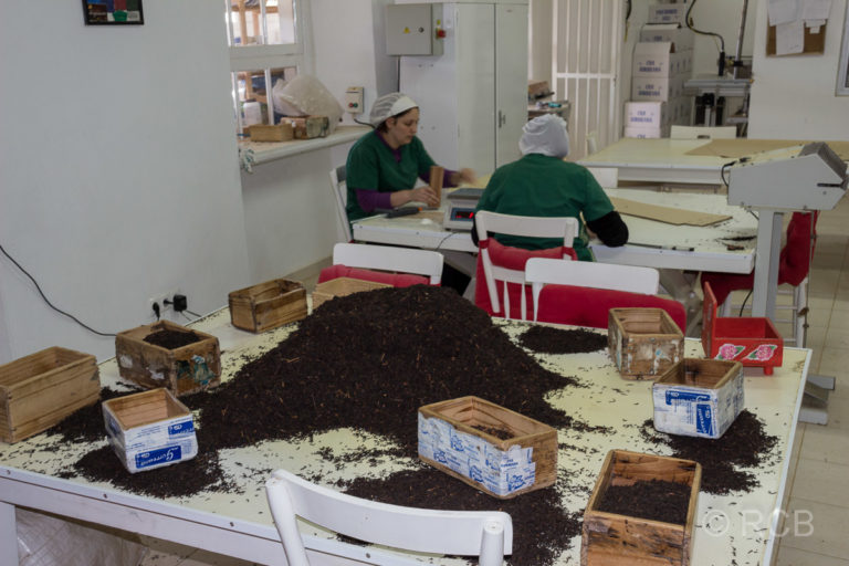 Verpackerinnen in der Teefabrik Cha Gorreana