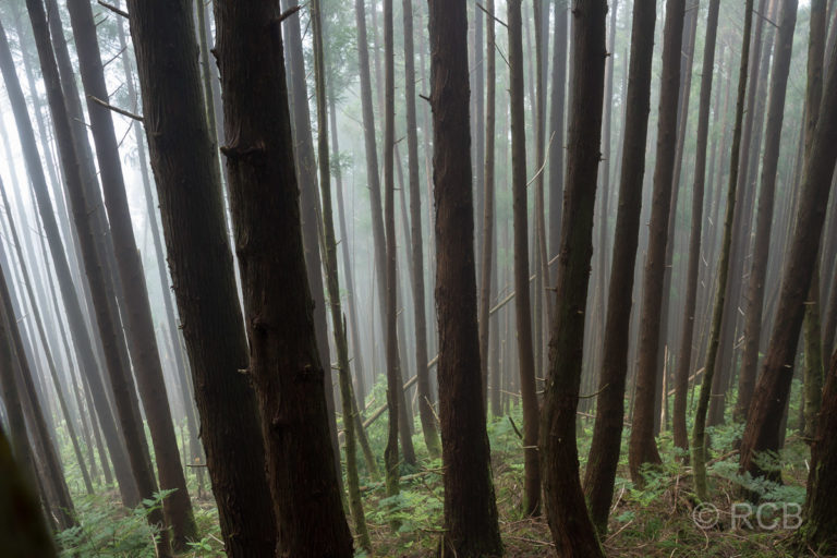 nebeliger Wald an den Hängen des Pico da Vara