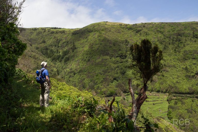 Mann betrachtet die grüne Landschaft auf einer Wanderung von Cedros nach Ponta Ruiva
