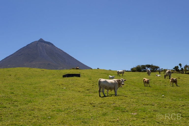 Kühe auf dem PR13PIC mit Blick zum Pico