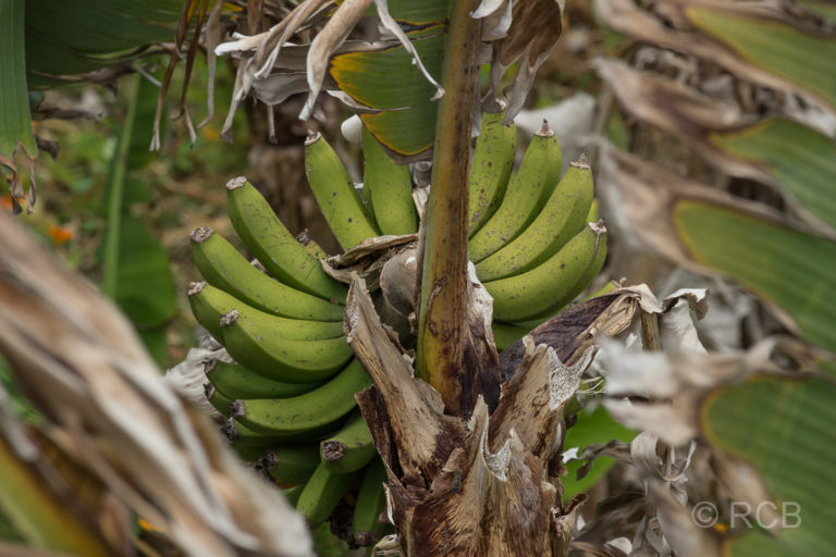 Bananenstaude am Wanderweg PRC11PIC