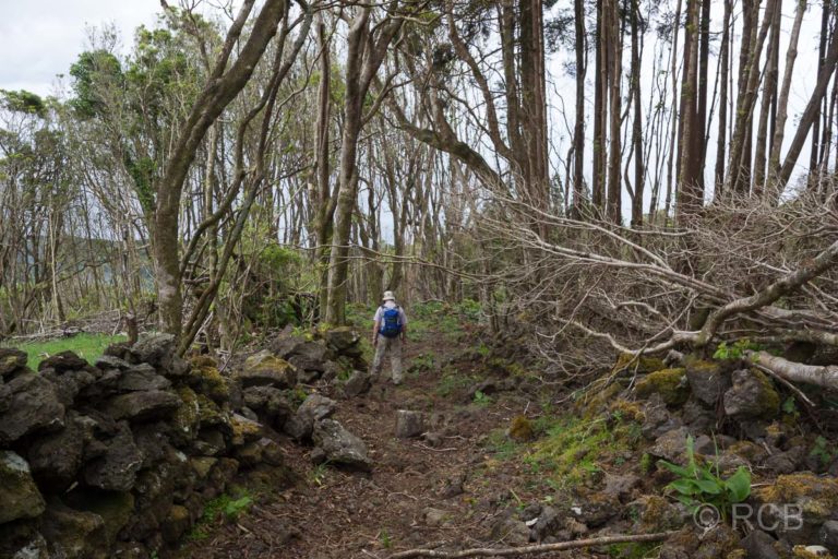 Wanderer geht durch einen lichten Wald auf dem Wanderweg PRC11PIC