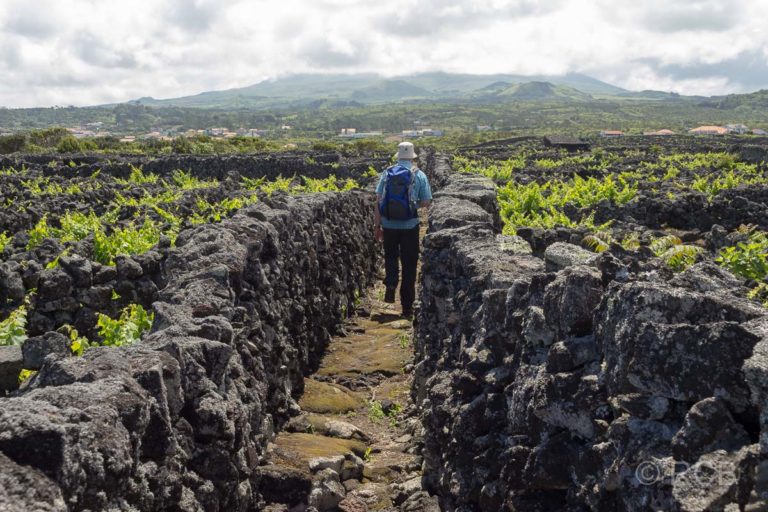 Mann spaziert entlang von Mauern in den Weinbaufeldern