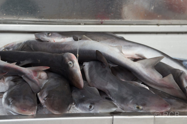 Ponta Delgada, frischer Hai in der Markthalle