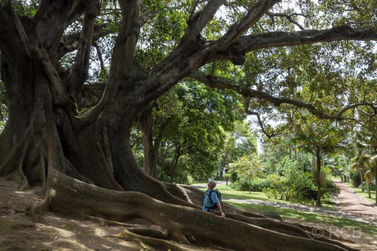 Ponta Delgada, Mann zwischen den Brettwurzeln eines riesigen Ficus im Jardim António Borges