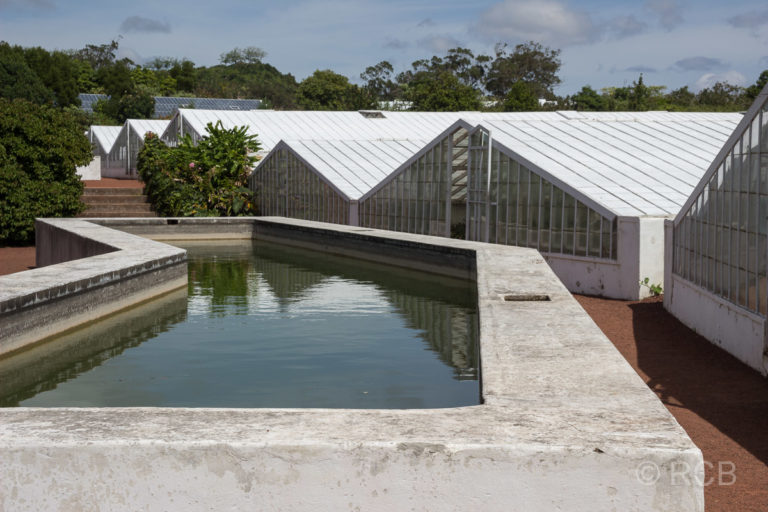 gekalkte Gewächshäuser und Wasserbecken in der Ananas-Plantage Augusto Arruda
