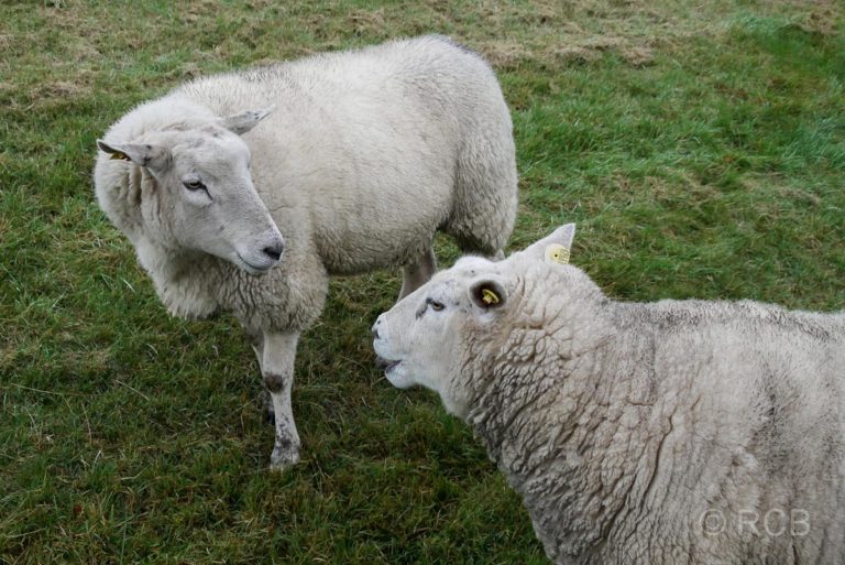 Schafe in Fedderwardersiel