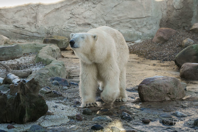 Eisbär, Zoo am Meer, Bremerhaven