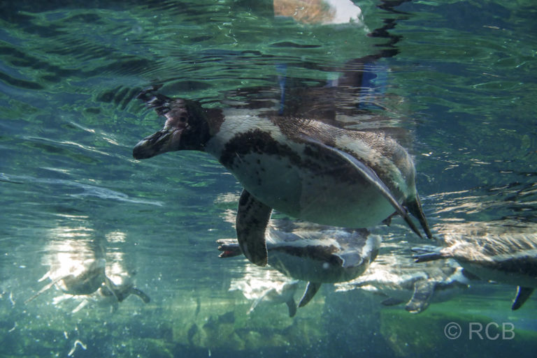 Pinguine unter Wasser, Zoo am Meer, Bremerhaven