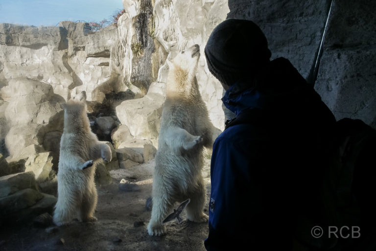 Mann betrachtet Eisbären durch einen Glasscheibe, Zoo am Meer, Bremerhaven