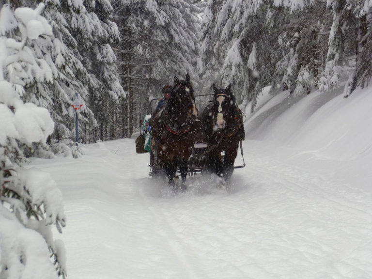 Pferdeschlitten im Winterwald