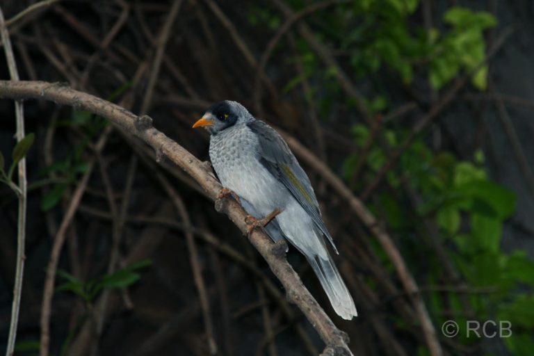 Adelaide, Weißstirn-Schwatzvogel