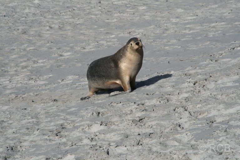 Seal Bay, Australischer Seelöwe