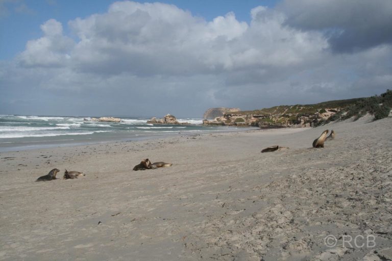 Seal Bay, Australische Seelöwen