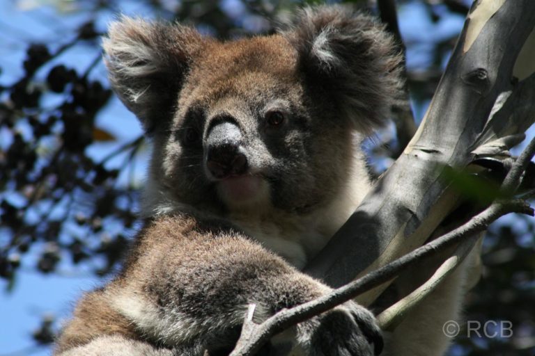 Vivonne Bay, Koala