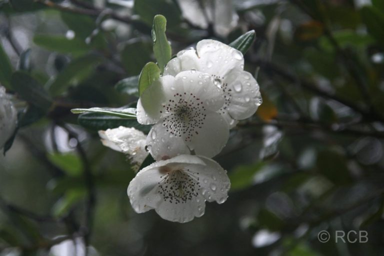 Leatherwood-Blüte (Tasmanische Scheinulme)