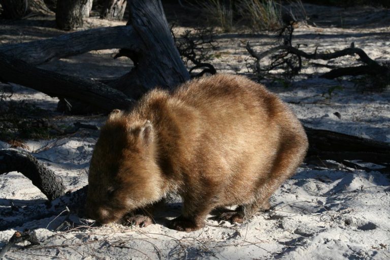 Wombat an Cooks Beach
