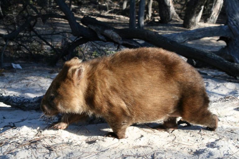 Wombat an Cooks Beach