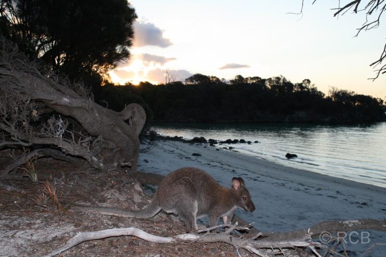 Cooks Beach, Wallaby am Abend