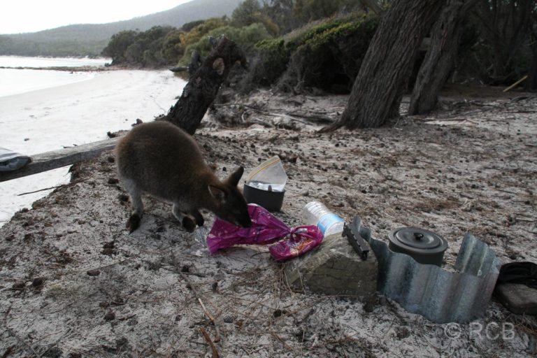Wallaby an Cooks Beach