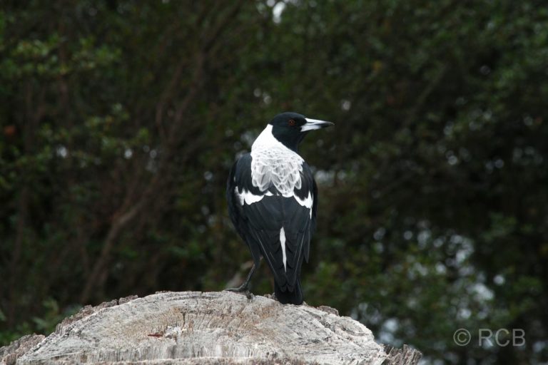 Tasman-Flötenvogel