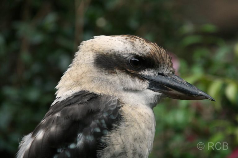 Kookaburra in der Sydney Wildlife World