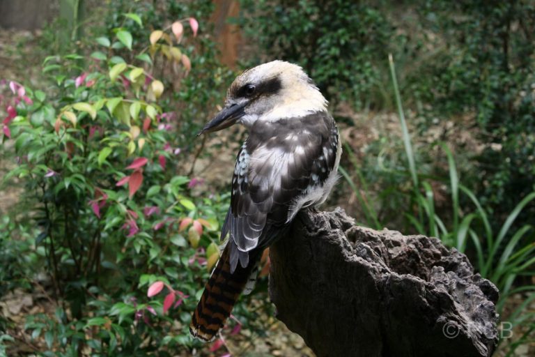 Kookaburra in der Sydney Wildlife World