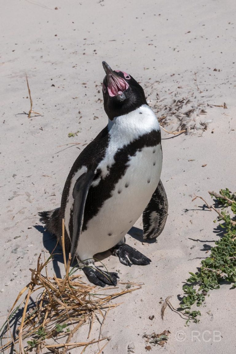 Pinguin am Boulders Beach