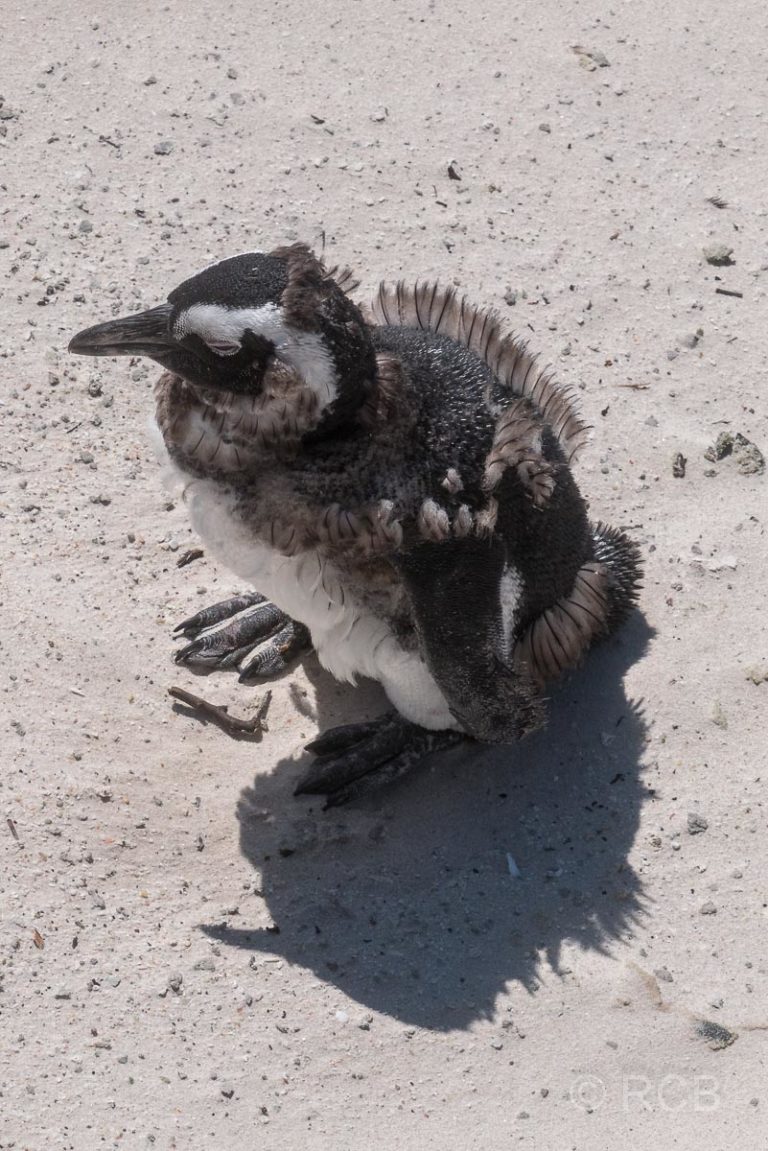 junger Pinguin in der Mauser am Boulders Beach