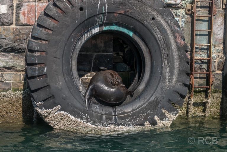 Seebär döst in einem alten Reifen im Hafen der V&A Waterfront