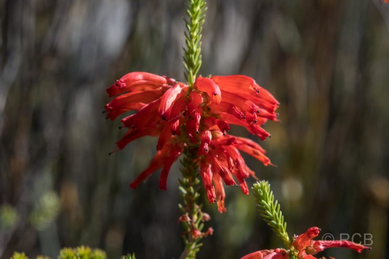 rote Blüten im Tal des Kromrivier