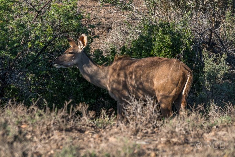 Kudu, Karoo NP