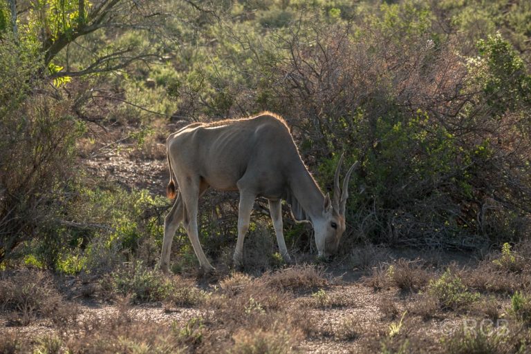 Elen-Antilope, Karoo NP