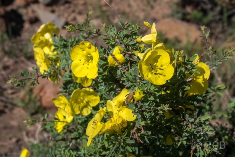 gelbe Blumen im im Karoo NP
