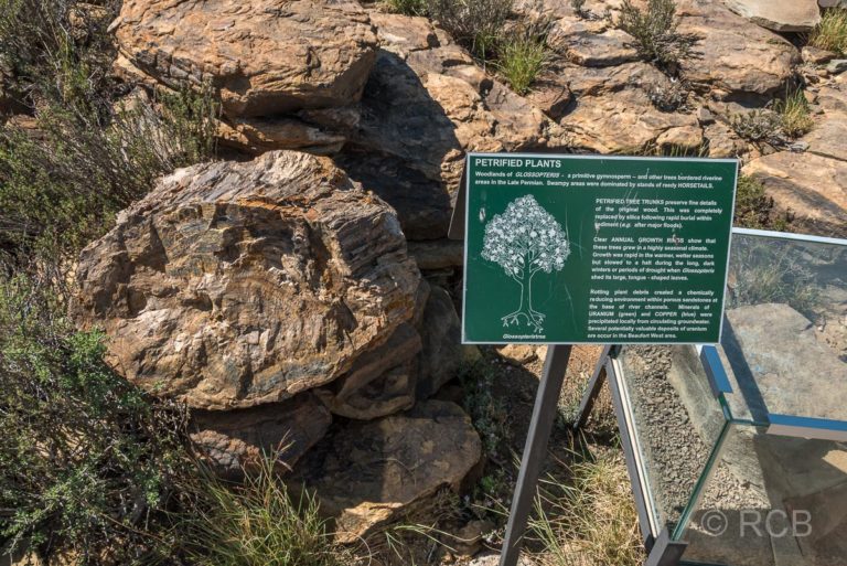 versteinerter Baum am Fossil Track, Karoo NP