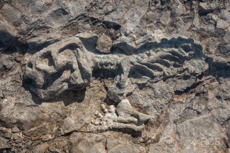 Versteinerung am Fossil Track, Karoo NP