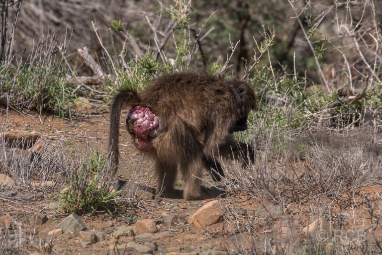 Bärenpavian, Karoo NP
