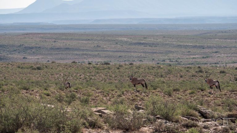 Spießböcke oder Oryx-Antilopen, Karoo NP