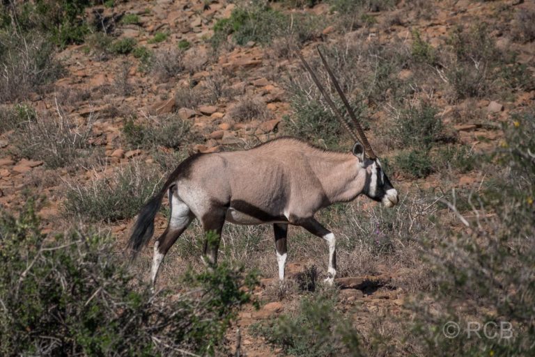 Oryx-Antilope, Karoo NP