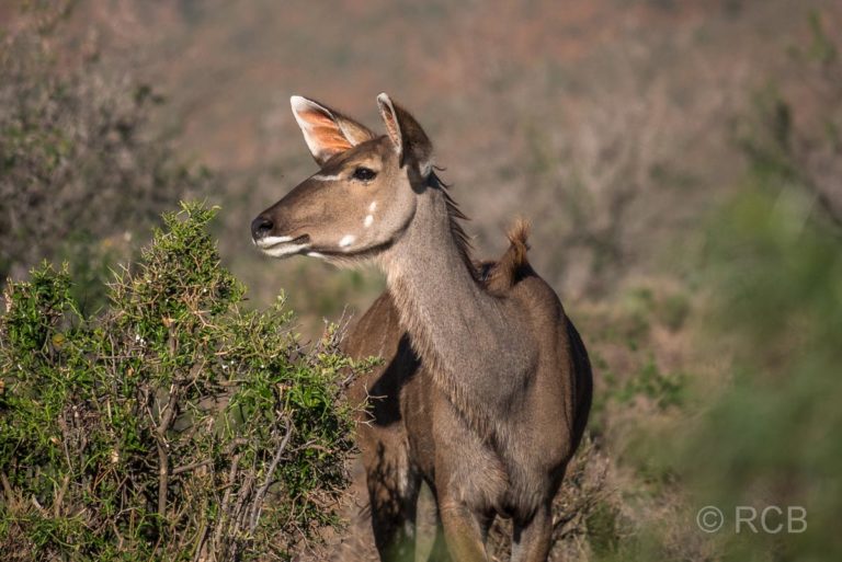Kudu, Karoo NP