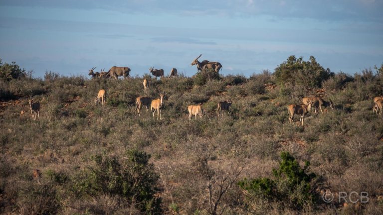 Elen-Antilopen, Karoo NP