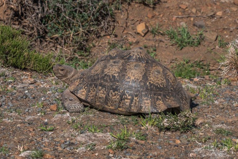 Schildkröte, Karoo NP