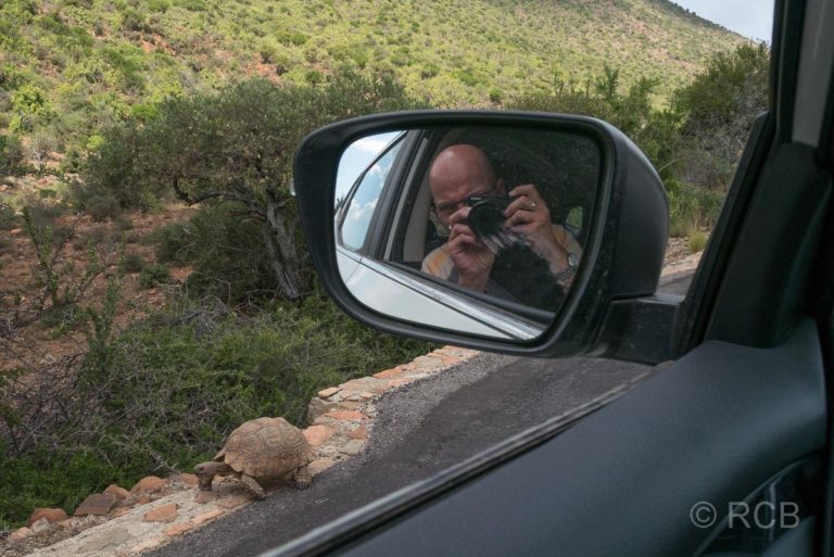 Mann fotografiert Schildkröte aus einem Auto heraus, Cambedoo National Park