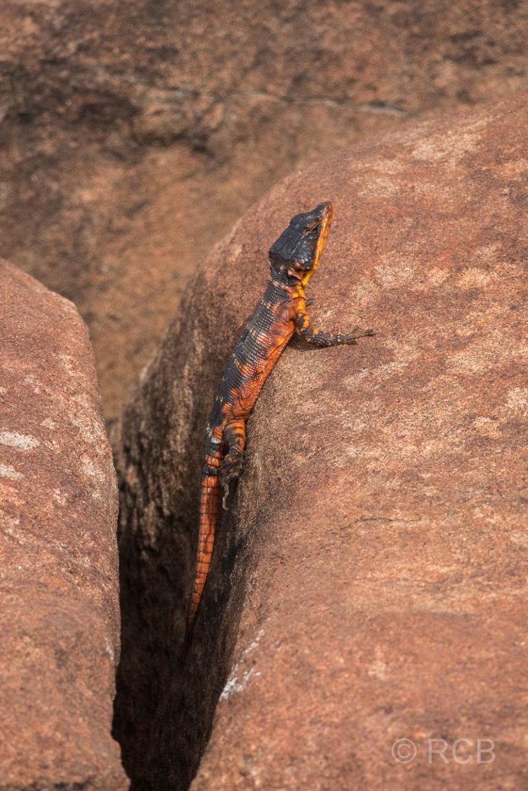 Cape Crag Lizard, Cambedoo NP