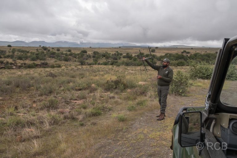 Ranger mit Peilsender beim Geparden-Tracking, Mountain Zebra National Park